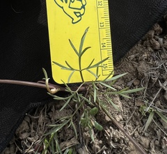 Lomatium piperi