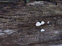 Truncospora wisconsinensis