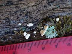 Truncospora wisconsinensis