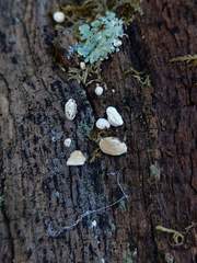 Truncospora wisconsinensis