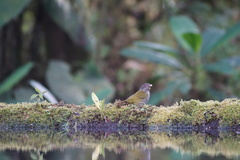 Chlorospingus semifuscus