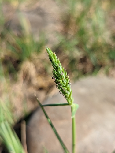 iNaturalist observation photo of Lemmon's canarygrass