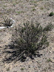Ambrosia chenopodiifolia