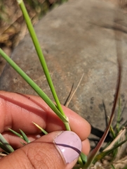 Phalaris lemmonii