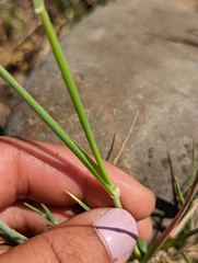 Phalaris lemmonii