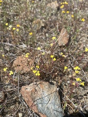 Triphysaria eriantha