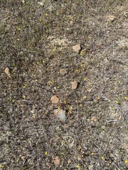 Triphysaria eriantha