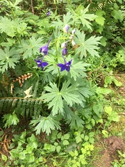 Delphinium menziesii
