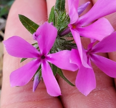 Phlox amoena