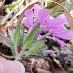 Phlox amoena