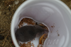 Notiosorex crawfordi