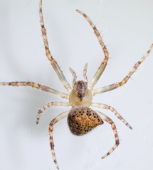 Araneus bispinosus