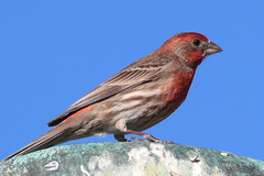 Haemorhous mexicanus