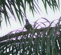 Pionus menstruus rubrigularis
