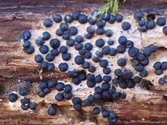 Rosellinia subiculata