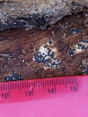 Rosellinia subiculata