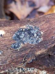 Rosellinia subiculata