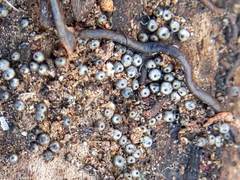 Ruzenia spermoides