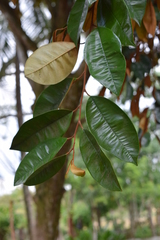 Chrysophyllum