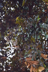 Chrysophyllum