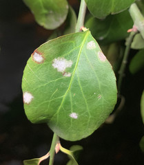 Erysiphe euonymicola