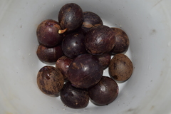 Chrysophyllum