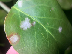 Erysiphe euonymicola