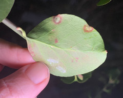 Erysiphe euonymicola