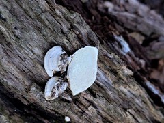 Truncospora wisconsinensis
