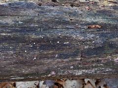 Truncospora wisconsinensis