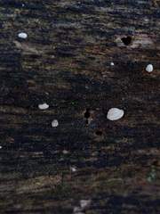 Truncospora wisconsinensis