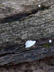Truncospora wisconsinensis