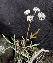 Lomatium piperi