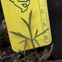 Lomatium piperi
