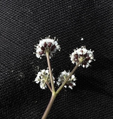 Lomatium piperi