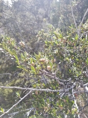 Cercocarpus ledifolius intermontanus