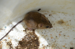 Peromyscus californicus