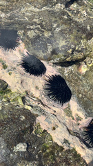 Echinometra vanbrunti