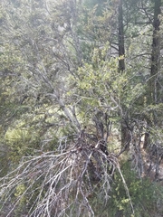 Cercocarpus ledifolius intermontanus