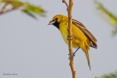 Icterus spurius