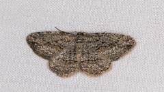 Zermizinga sinuata