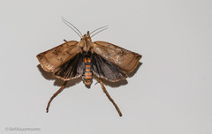Thioscelis directrix