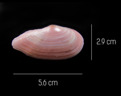 Eurytellina simulans
