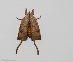 Thioscelis directrix