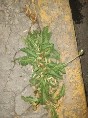 Taraxacum officinale