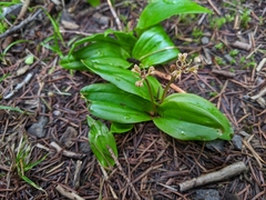 Scoliopus hallii