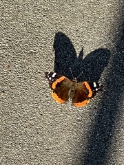 Vanessa atalanta