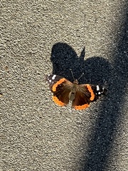Vanessa atalanta