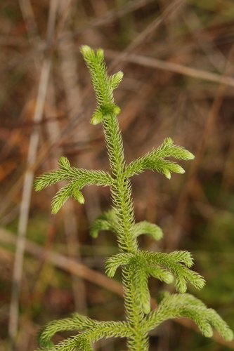 Lycopodiella cernua image