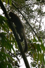Prolemur simus